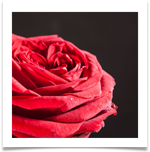 Petals - Geoffrey Hughes Petals - Geoffrey Hughes